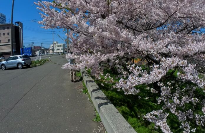 สะพานซากุระ Yuri-kyo Bridge ญี่ปุ่น ชมซากุระที่สะพาน Yuri-kyo Bridge เมือง Yurihonjo จังหวัด Akita ประเทศญี่ปุ่น
