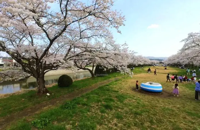 ซากุระ Miyagawa Ryokuchi Park จุดปิกนิกชมซากุระใน Ichinomiya Aichi ญี่ปุ่น