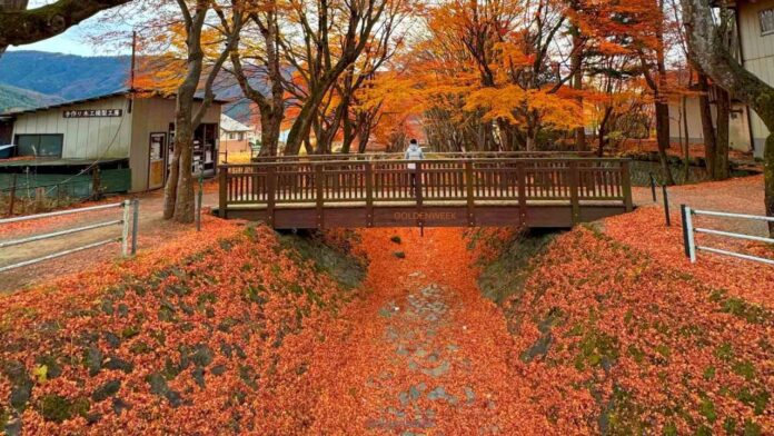อุโมงค์ใบไม้เปลี่ยนสี Kawaguchiko อุโมงค์เมเปิ้ลคาวากุจิโกะMomiji Kairo ช่วงพีค