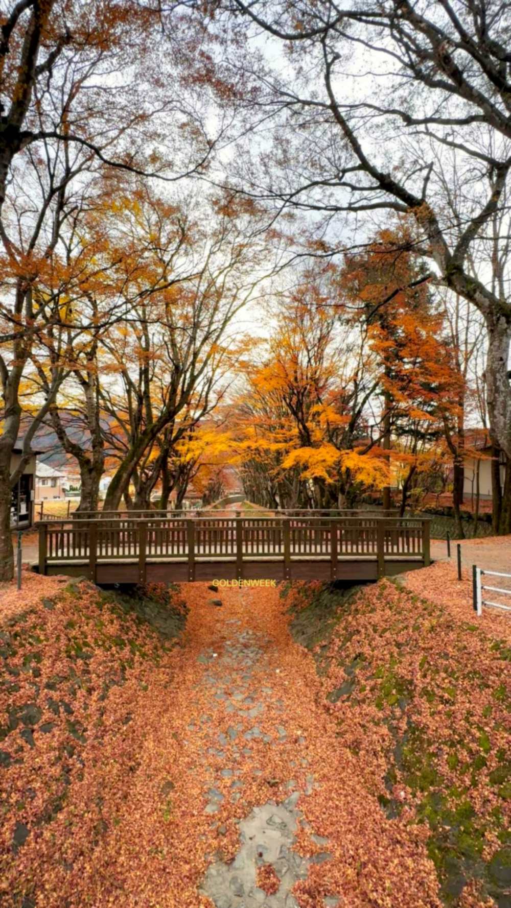 อุโมงค์ใบไม้เปลี่ยนสี Kawaguchiko Momiji Kairo สีแดงสดใส พร้อมภูเขาไฟฟูจิเป็นฉากหลังในฤดูใบไม้ร่วง