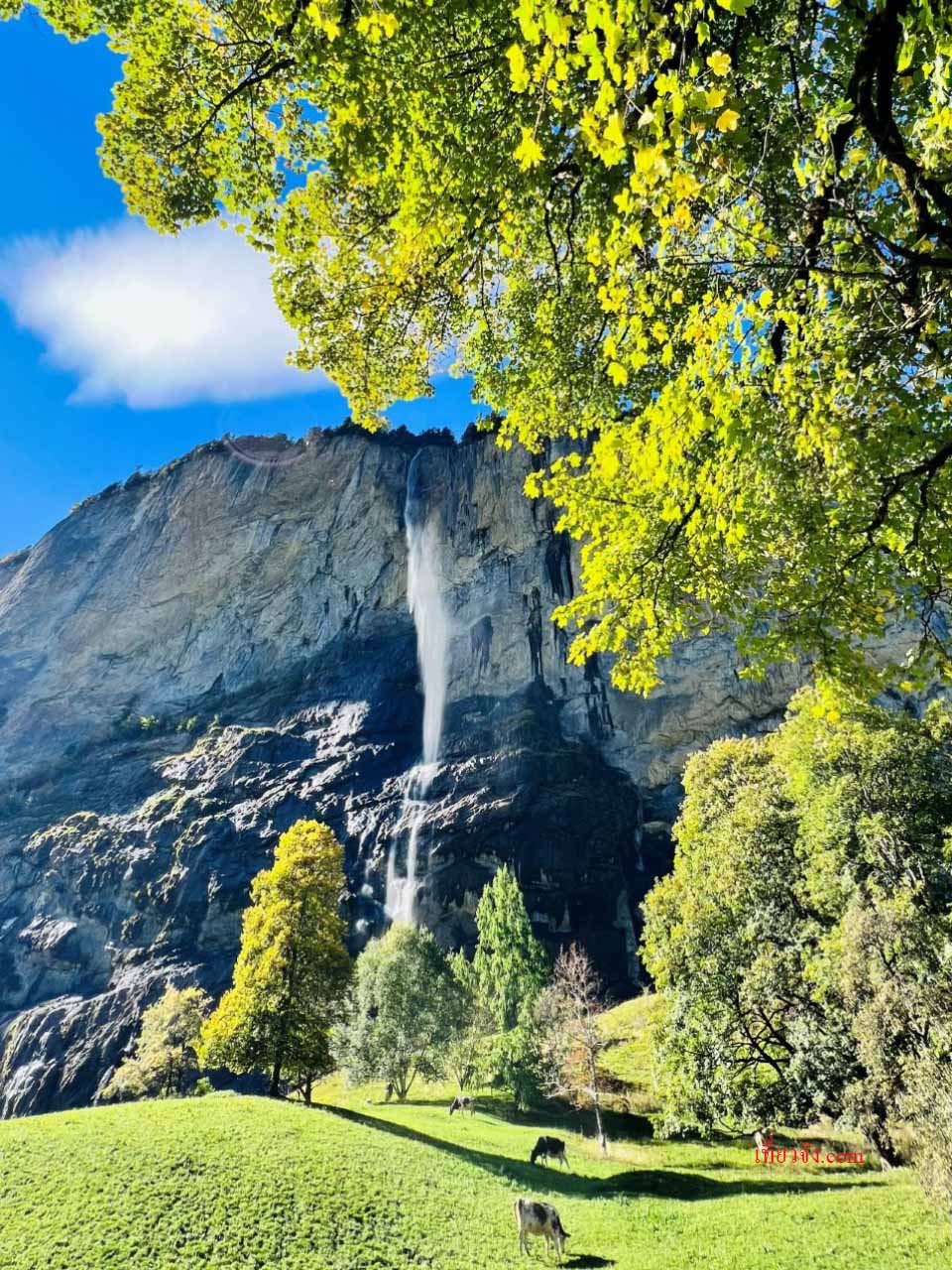 ทุ่งหญ้าพร้อมวัวสวิสและวิว Staubbach Falls ในหมู่บ้าน Lauterbrunnen ประเทศสวิตเซอร์แลนด์