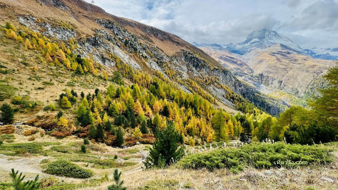ทิวทัศน์ภูเขาในฤดูใบไม้ร่วง มีต้นสน Larch เปลี่ยนเป็นสีเหลืองทองตัดกับทุ่งหญ้าสีน้ำตาลอ่อน โดยมียอดเขา Matterhorn ที่ปกคลุมด้วยหิมะเป็นฉากหลัง ใน Zermatt สวิตเซอร์แลนด์