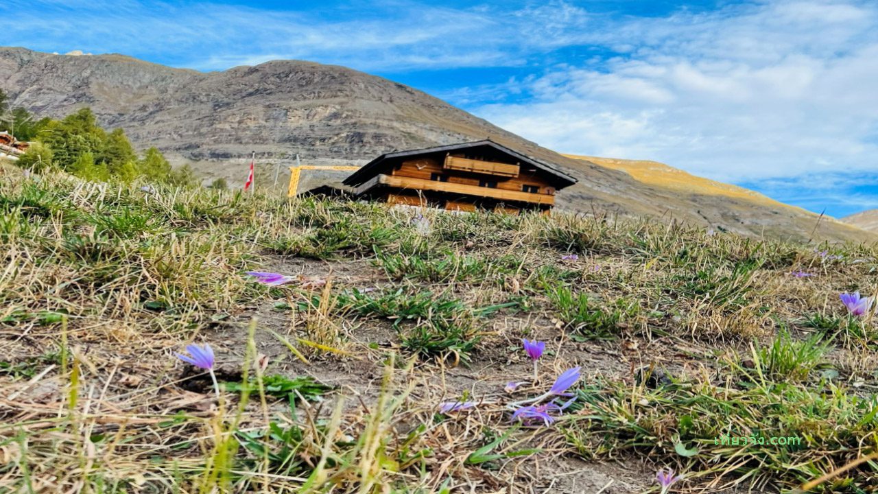 ลงจากกระเช้า Furi Zermatt แล้วเดินป่า Riffelberg ภูเขา Alps บ้านไม้ กระท่อมบนเนินเขา ดอกไม้ป่า สีม่วง สวิตเซอร์แลนด์