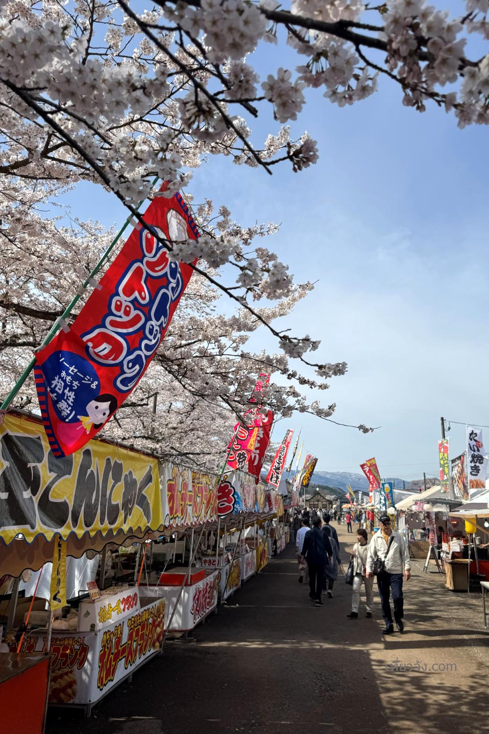 เที่ยว Kakunodate ชมบรรยากาศงานเทศกาลซากุระริมแม่น้ำฮิโนกิไน มีร้านค้า Yatai และธงปลาคาร์ป"